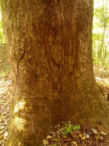 Tiger marks its territory boundaries by scratching against trees. I kept hearing this a lot 'They are their own enemy'.
