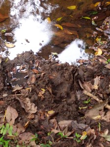 Tiger footprint. I was glad I could spot something of this beast. 
